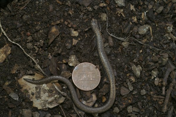 Can a Short Ram Intake Provide Similar Performance Benefits as a Cold Air Intake on a VW GTI?